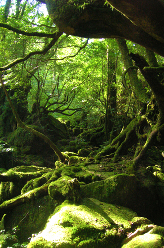 屋久島の原生林