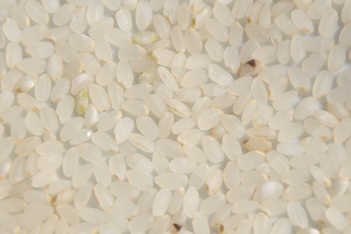 黒い米粒や、未熟な緑の米粒が目立つ